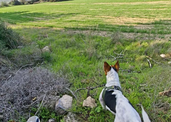 2 People Sea View Garden Pool Apartament *